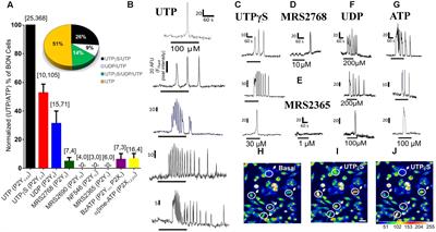 UTP – Gated Signaling Pathways of 5-HT Release from BON Cells as a Model of Human Enterochromaffin Cells
